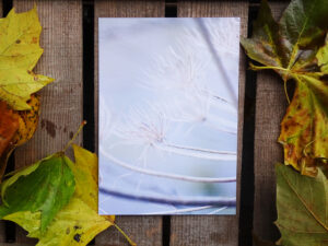 Luxury Postcard - Withering Wonders 02