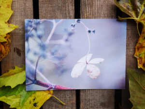 Luxury Postcard - Withering Wonders 01