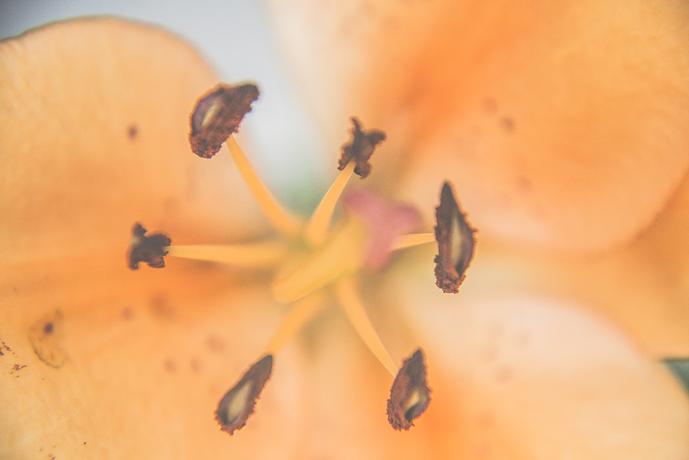 closeup dromerig natuur bloem oranje fotografie abstract