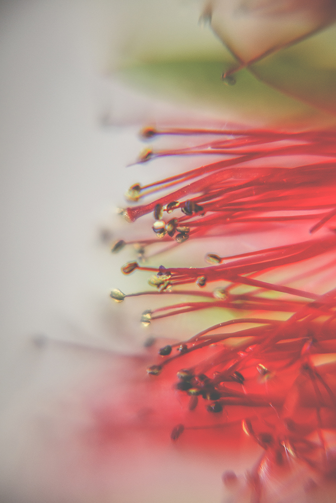 bloem rood bokeh fotografie natuur closeup